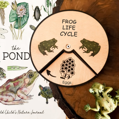 Learning Wheels - Frog Lifecycle - mytinyfingers baby products