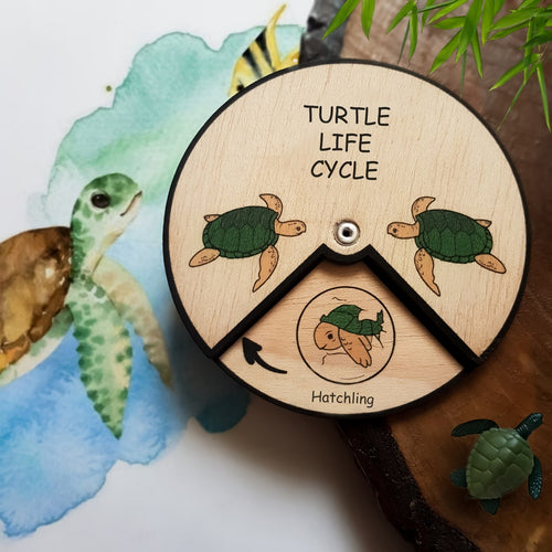 Learning Wheels - Turtle Lifecycle - My Tiny Fingers