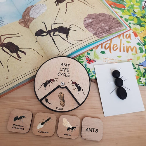 Learning Wheels - Ant Lifecycle - My Tiny Fingers