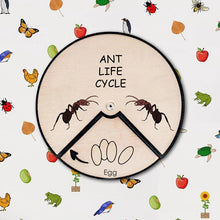 Load image into Gallery viewer, Learning Wheels - Ant Lifecycle - mytinyfingers baby products