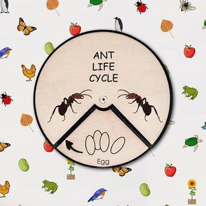 Learning Wheels - Ant Lifecycle - mytinyfingers baby products