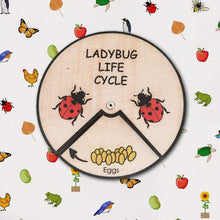 Load image into Gallery viewer, Learning Wheels - Ladybug Lifecycle - mytinyfingers baby products