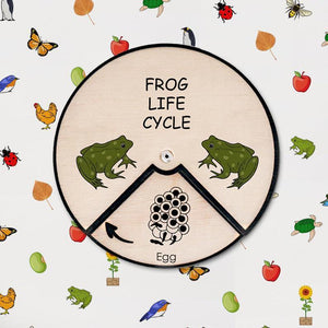 Learning Wheels - Frog Lifecycle - mytinyfingers baby products
