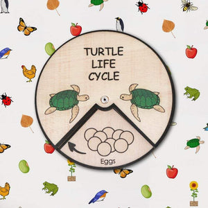 Learning Wheels - Turtle Lifecycle - mytinyfingers baby products