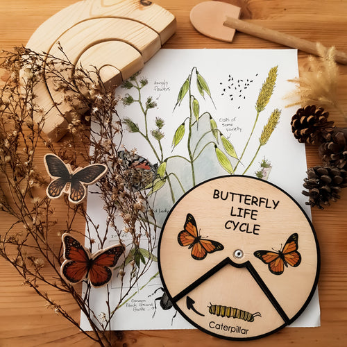Learning Wheels - Butterfly Lifecycle - mytinyfingers baby products
